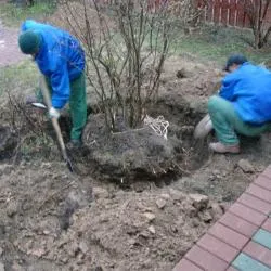 Cum Transplantarea unei reguli de liliac și termenii de transplant, dacha mea (dreapta) Cum Transplantarea unei reguli de liliac și termenii de transplant, dacha meu