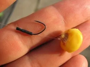 Cum de a prinde crap feeder cu jgheab de alimentare și momeală (pește) Cum de a prinde crap feeder cu jgheab de alimentare și momeala