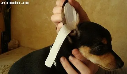 Cum să clei urechi, animale de companie