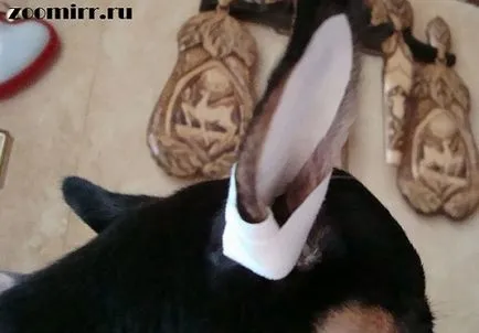 Cum să clei urechi, animale de companie