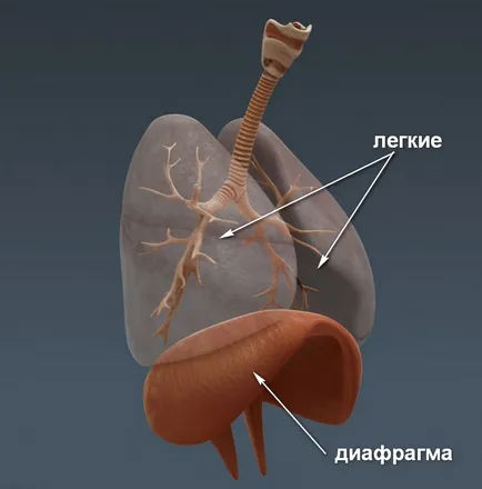 Cum de a respira corect diafragma, îmbunătățirea sistemului respirator școlar
