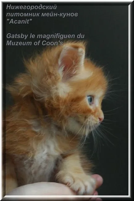 Cum de a pedepsi un blog pisica - Maine Coon Crescatoria