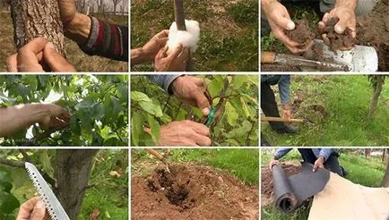 Cum să aibă grijă în mod corespunzător pentru pomi fructiferi