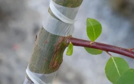 Cum de a insufla pomi fructiferi maestru