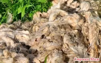Ca de oaie lână de spin (lână) Cum să se rotească lână de oaie