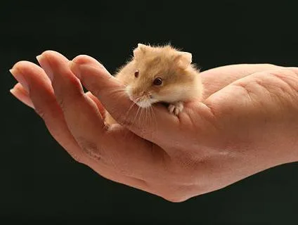 Cum de a preda un hamster în mână, îmblânzirea Jungar și hamsteri sirieni