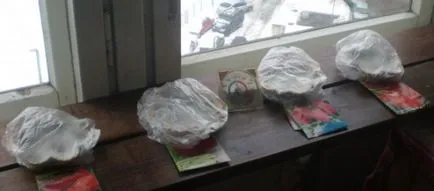 Cum să germineze semințe de castraveți înainte de plantare (înainte) Cum să germineze semințe înainte de plantare castraveți