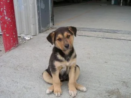 Cum de a instrui câinele la stradă, toate animalele de companie