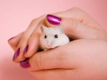 Cum de a preda un hamster în mână, îmblânzirea Jungar și hamsteri sirieni