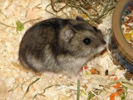 Cum să tren dvs. de hamster Jungar