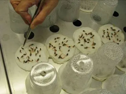 Cum să germineze semințe înainte de plantare castravete (semințe) Cum să germineze semințe înainte de plantare castraveți