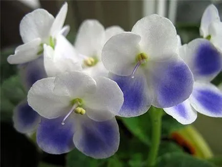Ca copiii stau pe violet foaie (violet) Așa cum stau copiii violet din foaia