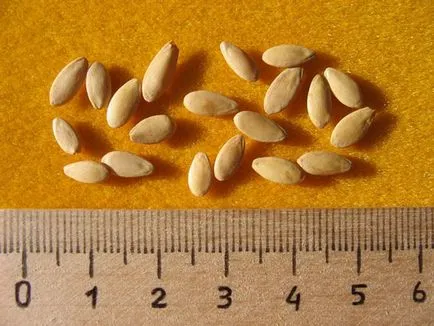 Cum să germineze semințe înainte de plantare castraveti (castraveți) Cum să germineze semințe înainte de plantare castraveți