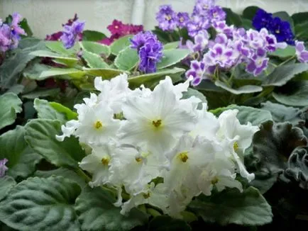 Ca copiii stau pe violet foaie (copii violet) Așa cum stau copiii violet din foaia