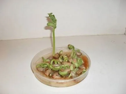 Cum să germineze semințe înainte de plantare castravete (semințe) Cum să germineze semințe înainte de plantare castraveți