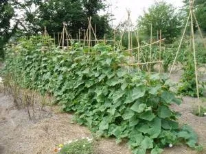 Cum să planteze corect castraveți (castraveți) Cum de a planta în mod corect castraveți
