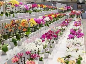 Cum se multiplica Phalaenopsis orhidee la metode acasă usloivyah, sfaturi, consiliere