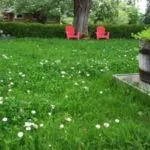 Cum sa faci un gazon în țară (41 poze) cu mâinile corect ceea ce este mai bine pentru a planta și cum de a decora,