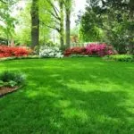 Cum sa faci un gazon în țară (41 poze) cu mâinile corect ceea ce este mai bine pentru a planta și cum de a decora,