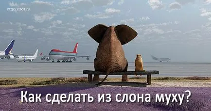 Cum de a face zbura elefant, schimbări de viață training-uri (pentru a alege o cotă de fericit) Cum sa faci formarea elefant acoperi, de viață în schimbare