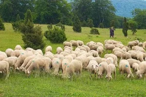 Cum de a păstra nuanțele de oi de creștere a ovinelor în casă pentru începători reguli (condiții) Cum să păstrați nuanțele de creștere a ovinelor oi la domiciliu pentru incepatori, reguli