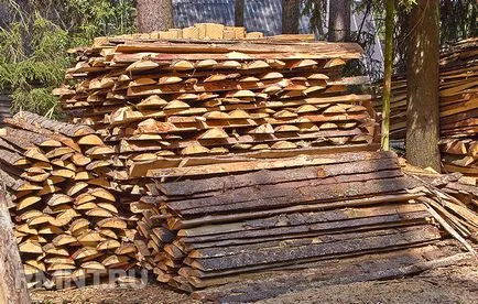 Cum să taie un copac în temeiul legii și nici o sancțiune