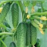 Cum de a fertiliza orhidee la domiciliu (acasa) Cum de a fertiliza orhidee la domiciliu