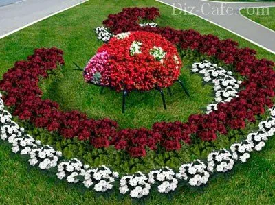 Schema de flori de plantare pe un pat pentru începători - analiza exemplelor (pat) Schema de plantare de flori pe un pat pentru începători - analiza exemplelor