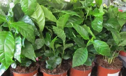 Cum să aibă grijă de o casă în copac de cafea