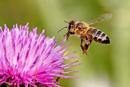 Care sunt beneficiile pentru plante albinele colectare nectar