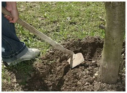 Cum să aibă grijă de copaci în grădina unei fotografii și video, gazdă o reședință de vară