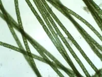 Cum de a alege și de a cumpăra un microscop microscop (cumpăra un microscop) Cum de a alege și cumpăra un microscop microscop