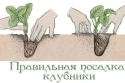 Cum să crească de plantare căpșuni și îngrijire