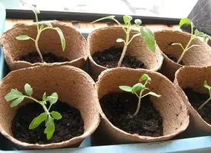 Cum să crească roșii