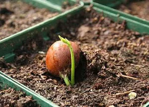 Cum să crească o piuliță Buckeye din casa (plante foto)