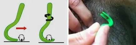 Cum de a trage video de câine acasă de căpușă (câine) Cum de a trage video de câine acasă tic