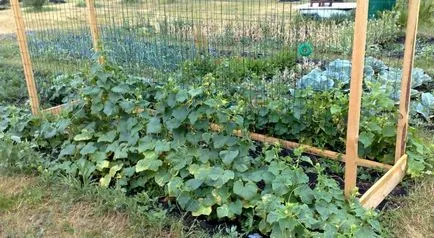 Cum să crească castraveți pe un spalier (castraveți) Cum să crească castraveți pe un spalier