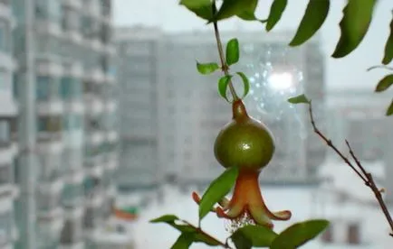 Cum să crească rodie de oase de la domiciliu, sfaturi cu fotografii