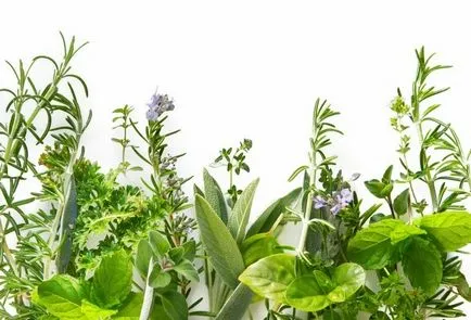 Cum de a aduce insectele de pe canapea proprii remedii populare, video