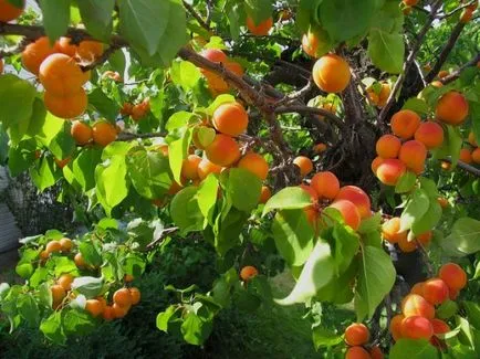 Cum să crească oasele de caise - ghid pas cu pas