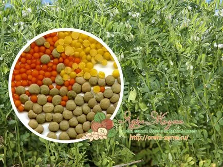 Cum să crească de plantare linte și de îngrijire la domiciliu