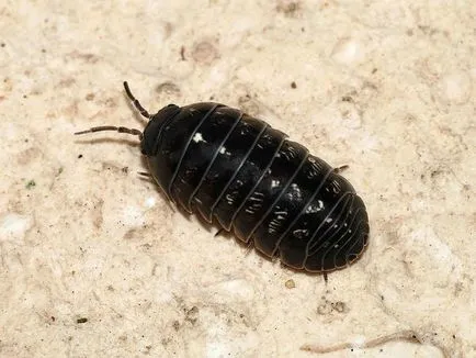 Deoarece apartamentul pentru a scapa de insecte păduchele de lemn (foto)