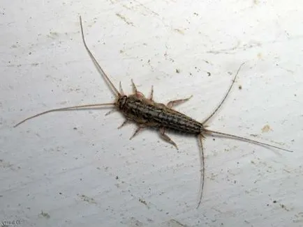 Deoarece apartamentul pentru a scapa de insecte păduchele de lemn (foto)