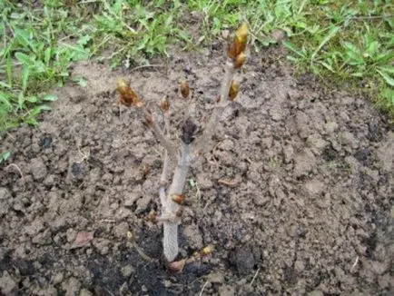 Cum să crească ca lăstar de castan și cum să planteze acasă (să crească) Cum să crească castan acasă ca lăstar și cum să planteze