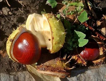 Cum să crească castan acasă ca lăstar și cum să planteze (fructe) Cum să crească castan acasă ca lăstar și cum să planteze