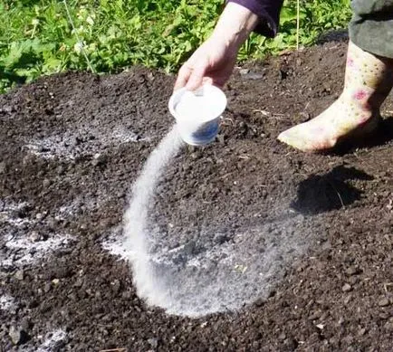 Cum să crească conopidă în grădină, cu propriile sale mâini - instrucțiuni pas cu pas!