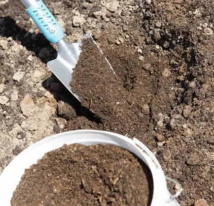 Cum să crească conopidă în grădină, cu propriile sale mâini - instrucțiuni pas cu pas!