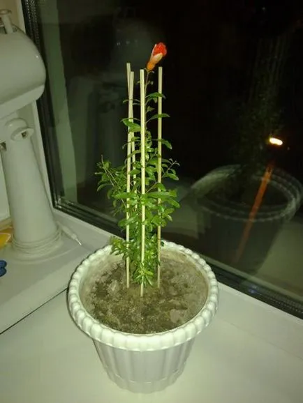Cum să crească rodie de oase de la domiciliu, sfaturi cu fotografii