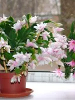 Cum de a face Kalanchoe flori