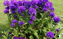 Kampanula gradina mireasa si mirele perene, de plantare și îngrijire, specii populare, boala și